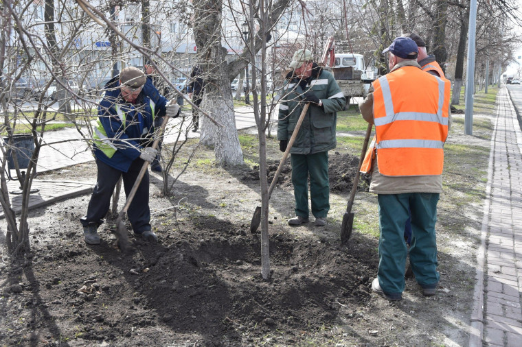 Этой весной в Ульяновске высадили более двух тысяч деревьев и кустарников.