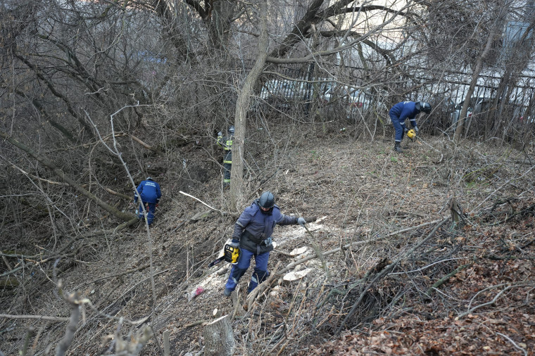В Ульяновске обновляют нормативную базу для борьбы с американским клёном и борщевиком.