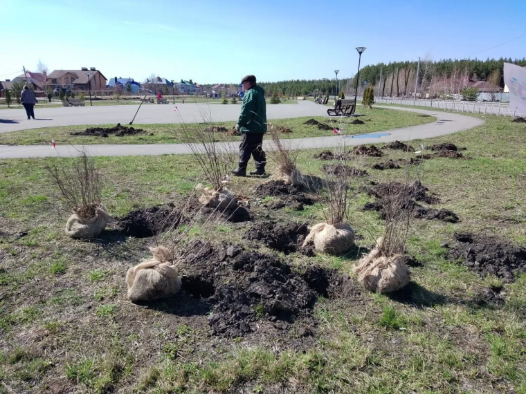 В Ульяновске высаживают декоративные деревья и кустарники на знаковых общественных пространствах.